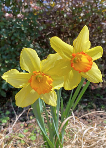 Two daffodils have yellow petals and orange centers.