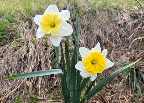 Two daffodils have white petals and yellow centers.