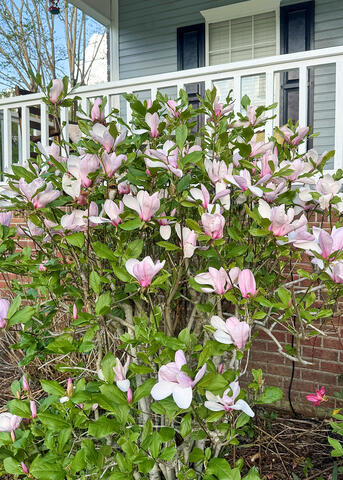 A small tree with pink flowers blooms in front of a house.