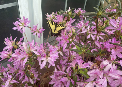 A butterfly rests on pink blooms.