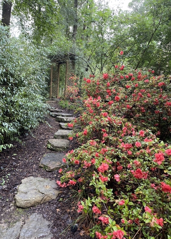 Bushes with dark pink blooms line one side of a stone path.