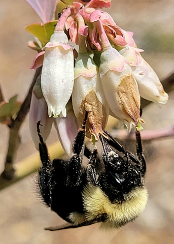 A black and yellow bumble bee hangs upside down from flowers.