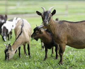 Several goats graze in a grassy field.
