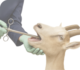 A person uses a bolus gun to place a copper bolus in a goat's mouth.