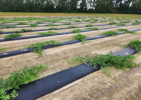 Vines grow in rows covered with black plastic.