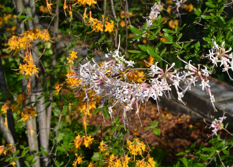 Clusters of delicate white blooms hang in a shrub in front of orange blooms.