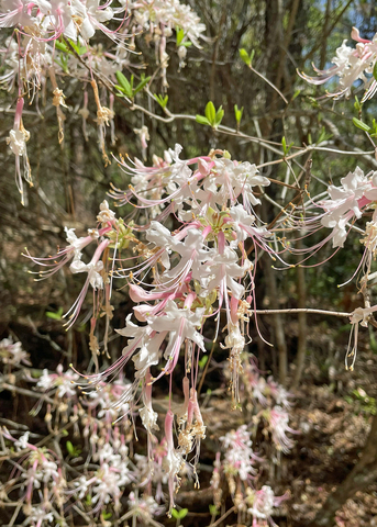 Clusters of delicate white blooms hang on a shrub.