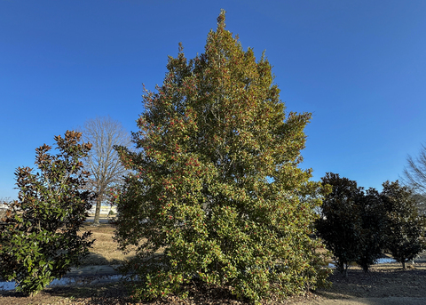 A tree grows in a pyramidal shape in the landscape.