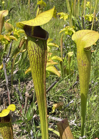 Tube-like plants have an open top shaded by a leaf lid.