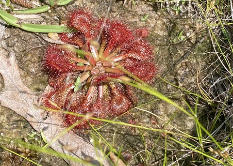 A red plant grows flat on the ground with spiny, round petals.