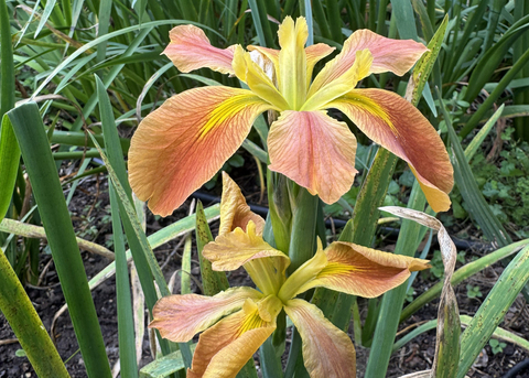 Two irises bloom in yellow and orange colors.