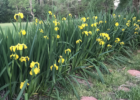 Irises growing in a row have yellow flowers.