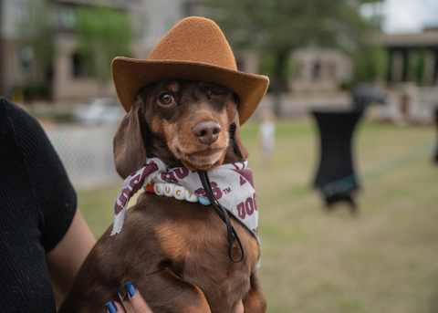 Brown dachshund dog in a tan cowboy hat and gray bandana around its neck.