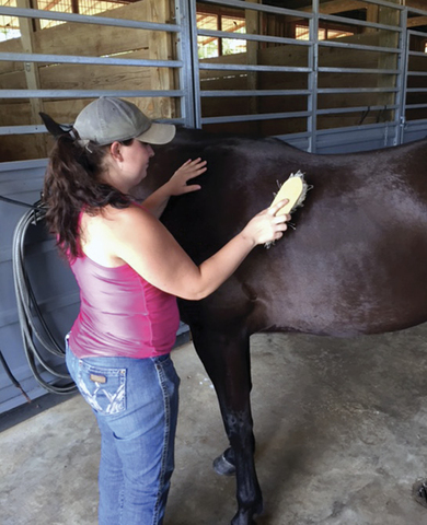 A person brushes horse with one hand while the other hand is on the animal.