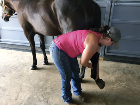A person holds up a horse's hind leg and inspects its hoof.