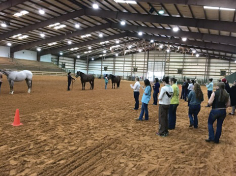 Team members prepare to show their horses as others observe.