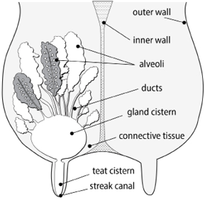 Cross-section diagram of a cow’s udder with labeled parts, including inner and outer walls, alveoli, ducts, connective tissue, gland cistern, teat cistern, and streak canal.