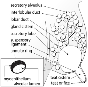 Cross-section diagram of a goat’s udder with labeled parts, including alveolar lumen, myoepithelium, secretory alveolus, interlobular duct, lobar duct, secretory lobe, suspensory ligament, gland cistern, annular ring, teat cistern, and teat orifice.