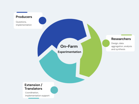 Graphic showing roles in on-farm experimentation: producers (which involve questions, implementation), Extension/translators (which involve coordination and implementation support), and researchers (which involve design, data aggregation, analysis, and synthesis).