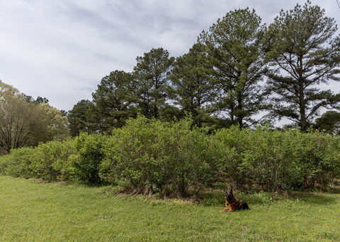 A dog lays in front of several blueberry bushes in a field.