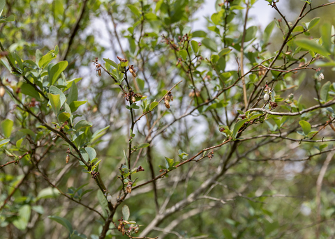 Blueberry bush shows freeze damage.