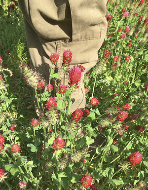 A person stands in a field with good drainage; clovers with large, red flowers grow almost to the person's knee.