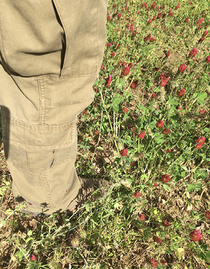 A person stands in a field with poor drainage; the clovers are much smaller, just covering the person's shoe.