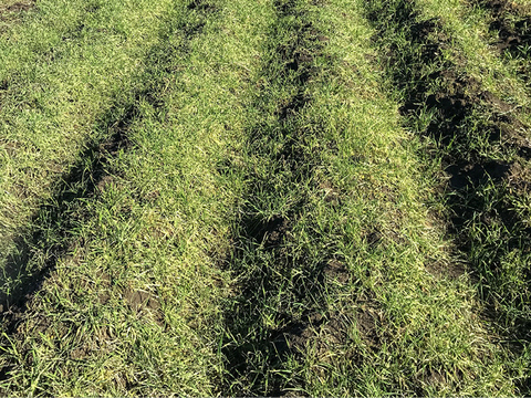 Rows of raised beds with grass growing on and between them.