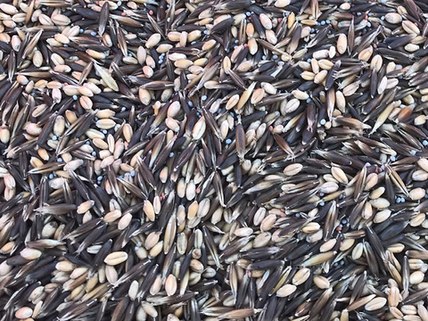 Close-up of a pile of seeds that are different sizes, shapes, and colors. Some are black and some white, and some are much smaller than others.