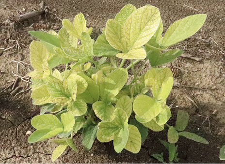 A small plant with large, oval leaves, many of which are yellow with green veins.