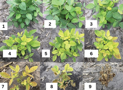 Composite of nine images of soybean plants. The image labeled 1 is healthy and green; the plants get progressively smaller and more yellow as the label numbers increase. Image 9 is completely brown and dead.