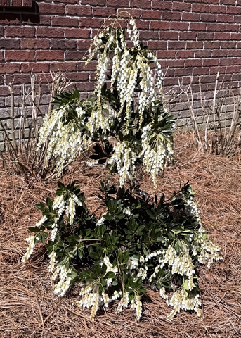 A small shrub covered in white blooms grows in a landscape.