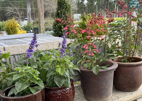 Containers hold a plant with orange flowers and a plant with purple flowers on upright stems.