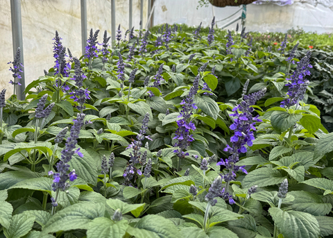Upright stems of purple flowers bloom above green leaves.