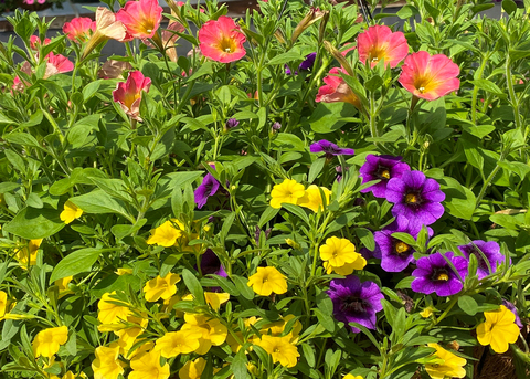 Yellow, purple, and pink flowers bloom among foliage.