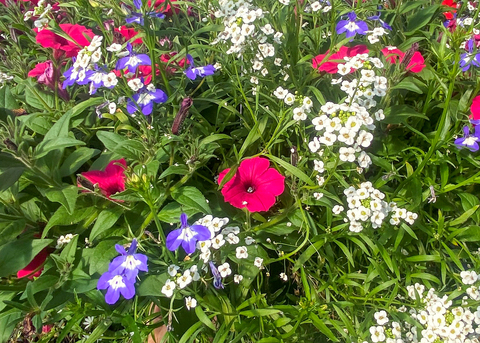Red, white, and blue flowers bloom among foliage.