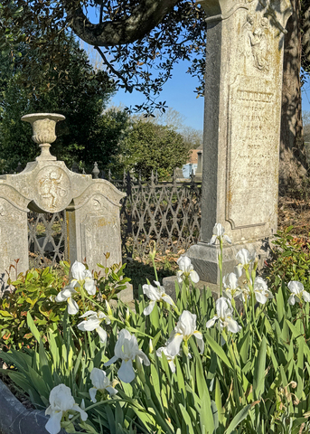 White flowers bloom on upright stems in front of cemetery markers.