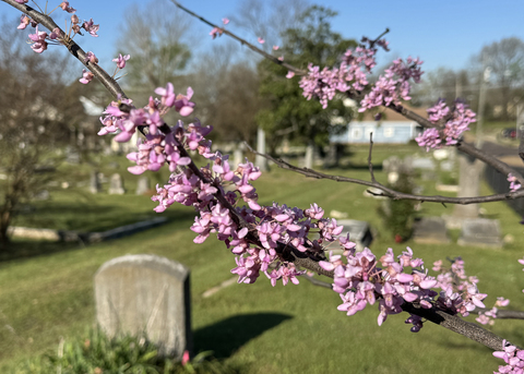 Two branches with pink blooms are in the foreground of a cemetery.