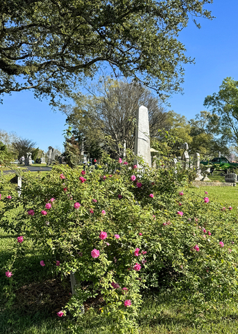 A blooming rose bush grows in a cemetery.