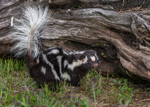 Eastern spotted black and white skunk