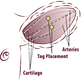 Diagram of an animal's ear with arteries, cartilage, and tag placement labeled. The tag should be placed in the upper-center of the ear between arteries and not in cartilage.