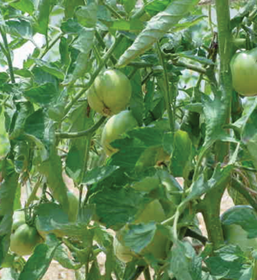Leaf roll in tomatoes