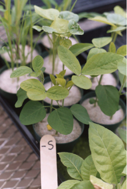 A sulfur-deficient soybean plant with pale yellow-green leaves and reduced growth compared to a healthy plant, showing chlorosis symptoms that appear first in younger leaves.