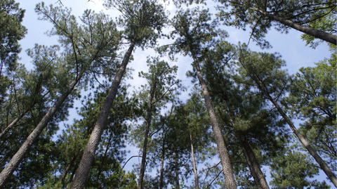Tall trees against a blue sky.