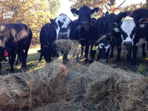 cows eating hay