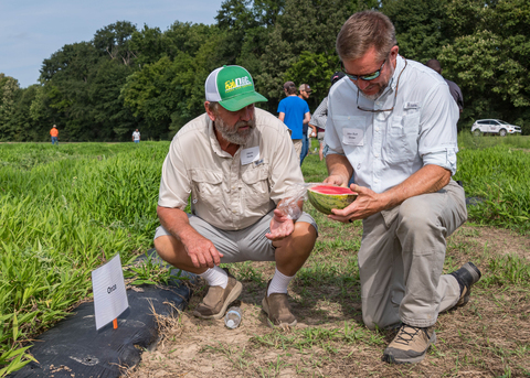 Two people kneel down to examine half a watermelon in a field.