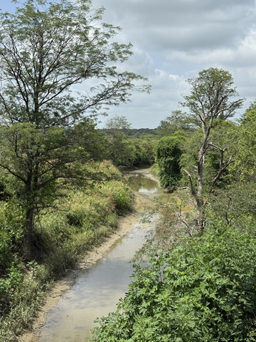 A narrow stream flows through an area surrounded by green trees, shrubs, and other vegetation.