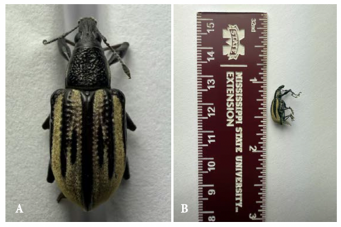 An insect with a black head and yellowish and black body.