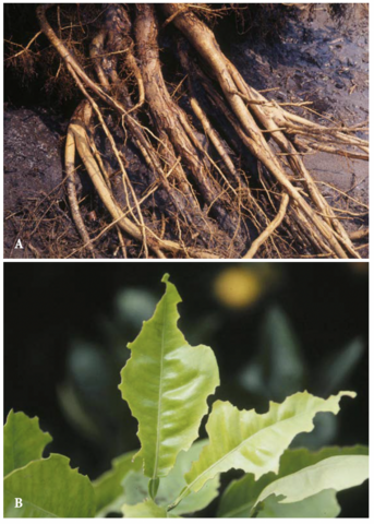 Exposed plant roots on wet soil and green leaves with small bites taken out all around their edges.