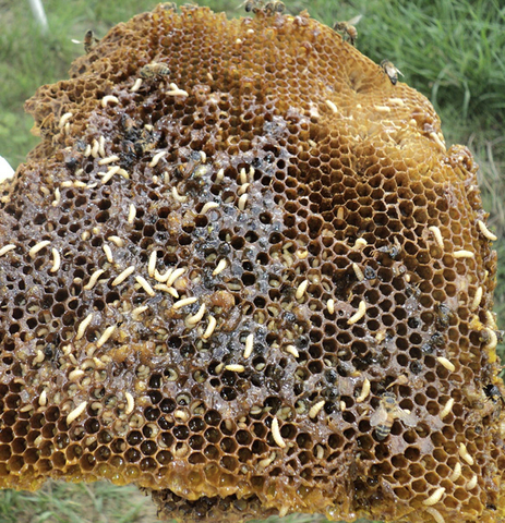 A large piece of comb with many small, white larvae on the surface and in the chambers. 